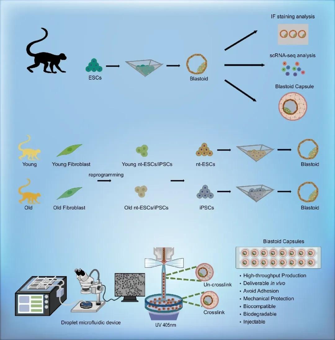 高效构建类囊胚助力再生医学发展图片