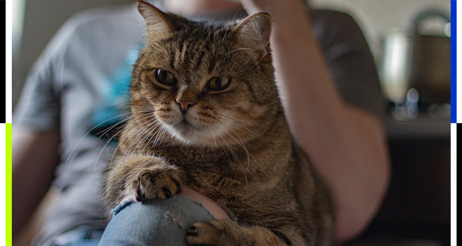 当初说要把猫扔出去的父母，后来怎样了？图片